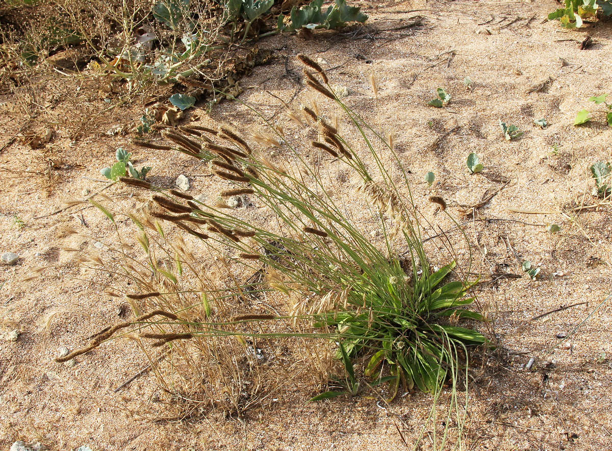 Изображение особи Plantago lanceolata.