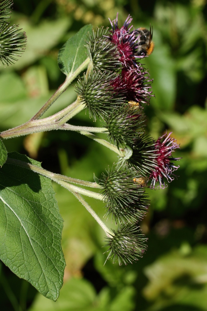 Изображение особи Arctium × ambiguum.