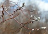 Salix phylicifolia. Верхушки веточек с развивающимися соцветиями. Санкт-Петербург, Кронштадтский р-н; о-в Котлин, побережье Финского зал. между фортами \"Риф\" и \"Шанец\", песчаный береговой вал. 03.04.2021.