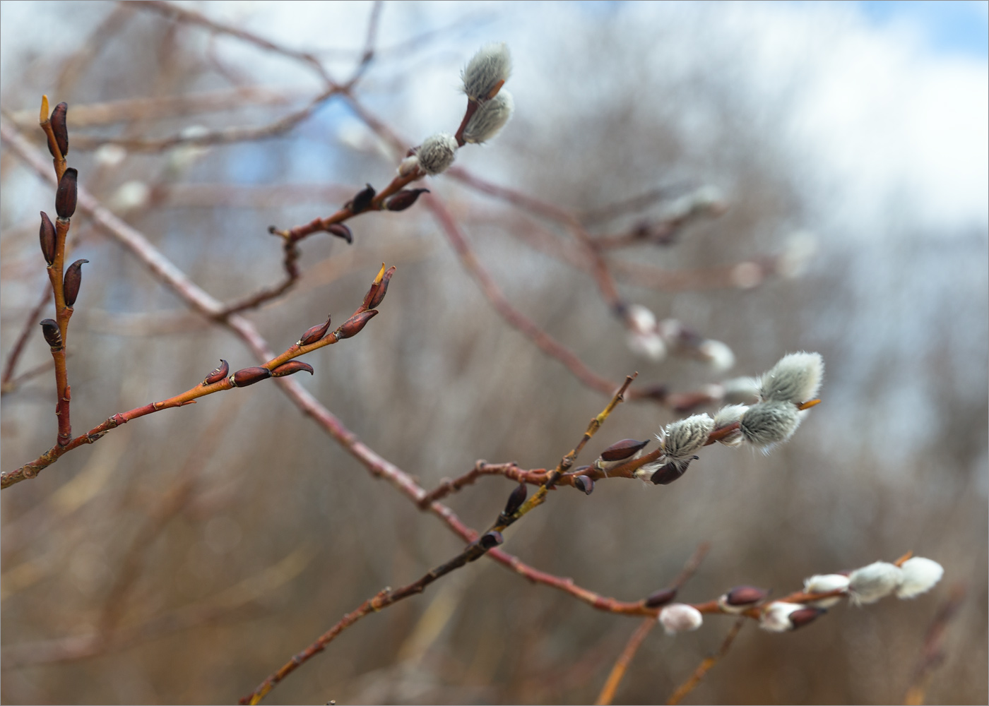 Image of Salix phylicifolia specimen.