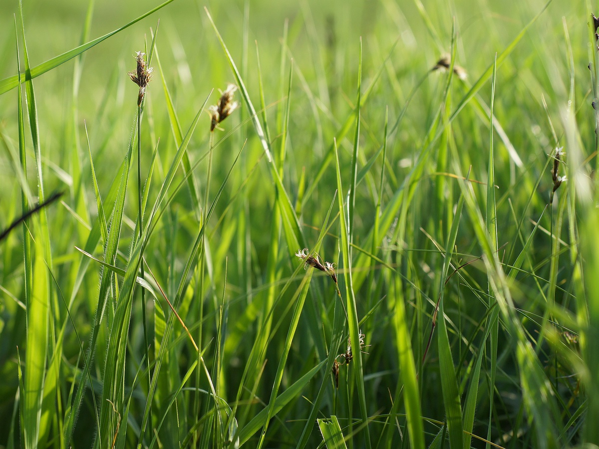 Изображение особи Carex praecox.