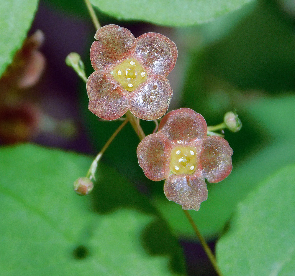 Image of Euonymus verrucosus specimen.