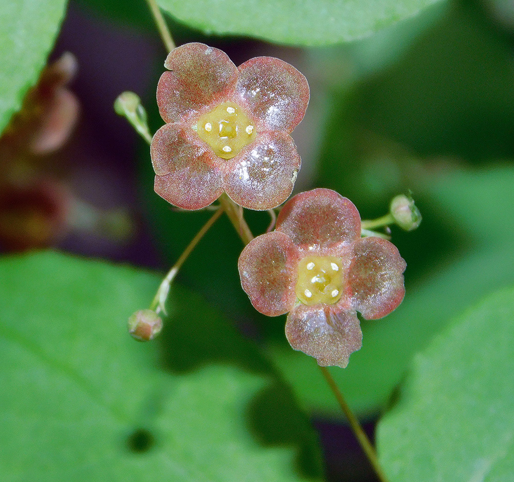 Изображение особи Euonymus verrucosus.