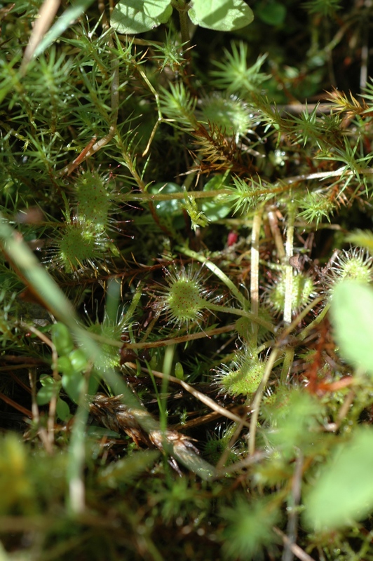 Image of Drosera rotundifolia specimen.