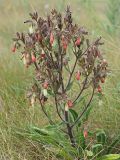 Onosma polychroma