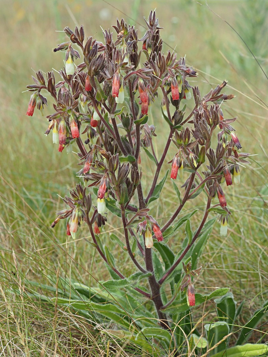 Image of Onosma polychroma specimen.