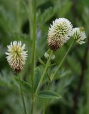 Trifolium montanum. Побеги с соцветиями. Томская обл., г. Томск, окр. Академгородка, разнотравный луг. 02.07.2021.