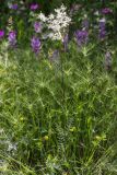 Filipendula vulgaris