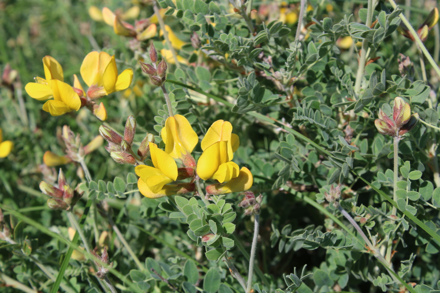 Изображение особи Calophaca wolgarica.