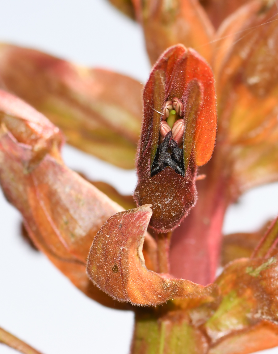 Image of Melianthus major specimen.