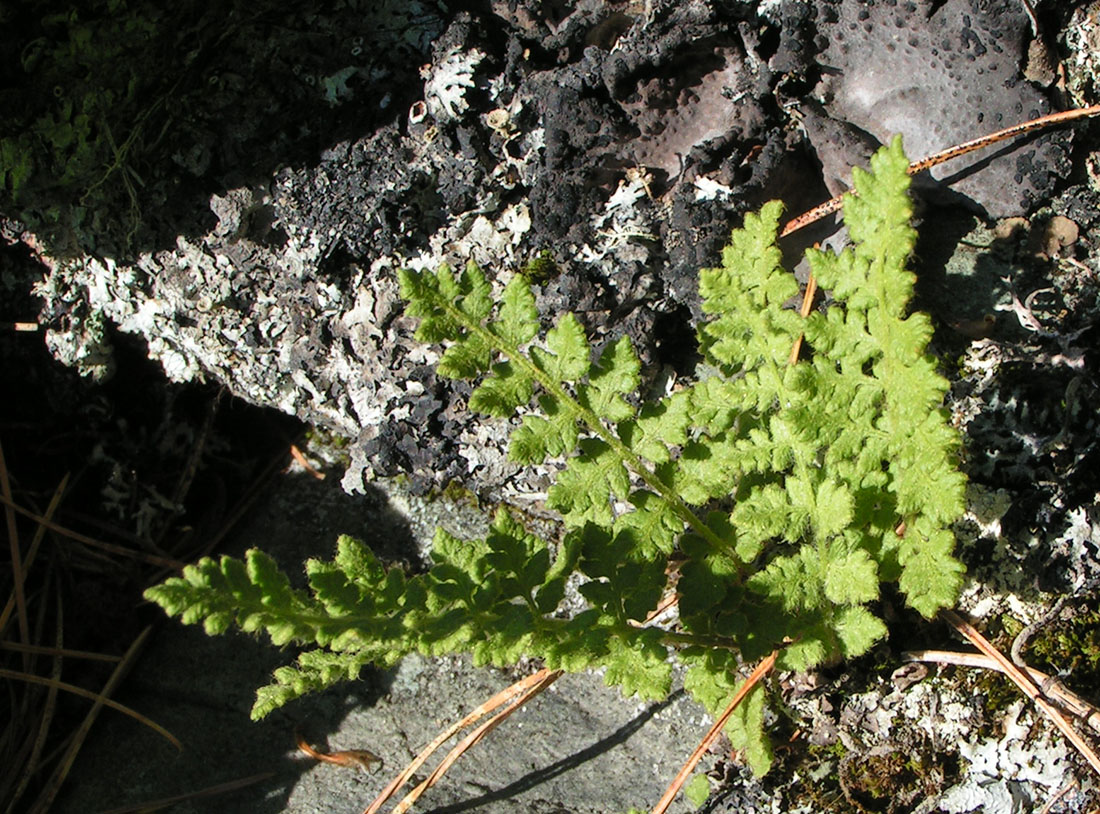 Изображение особи Woodsia ilvensis.