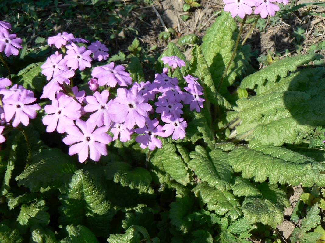 Image of genus Primula specimen.