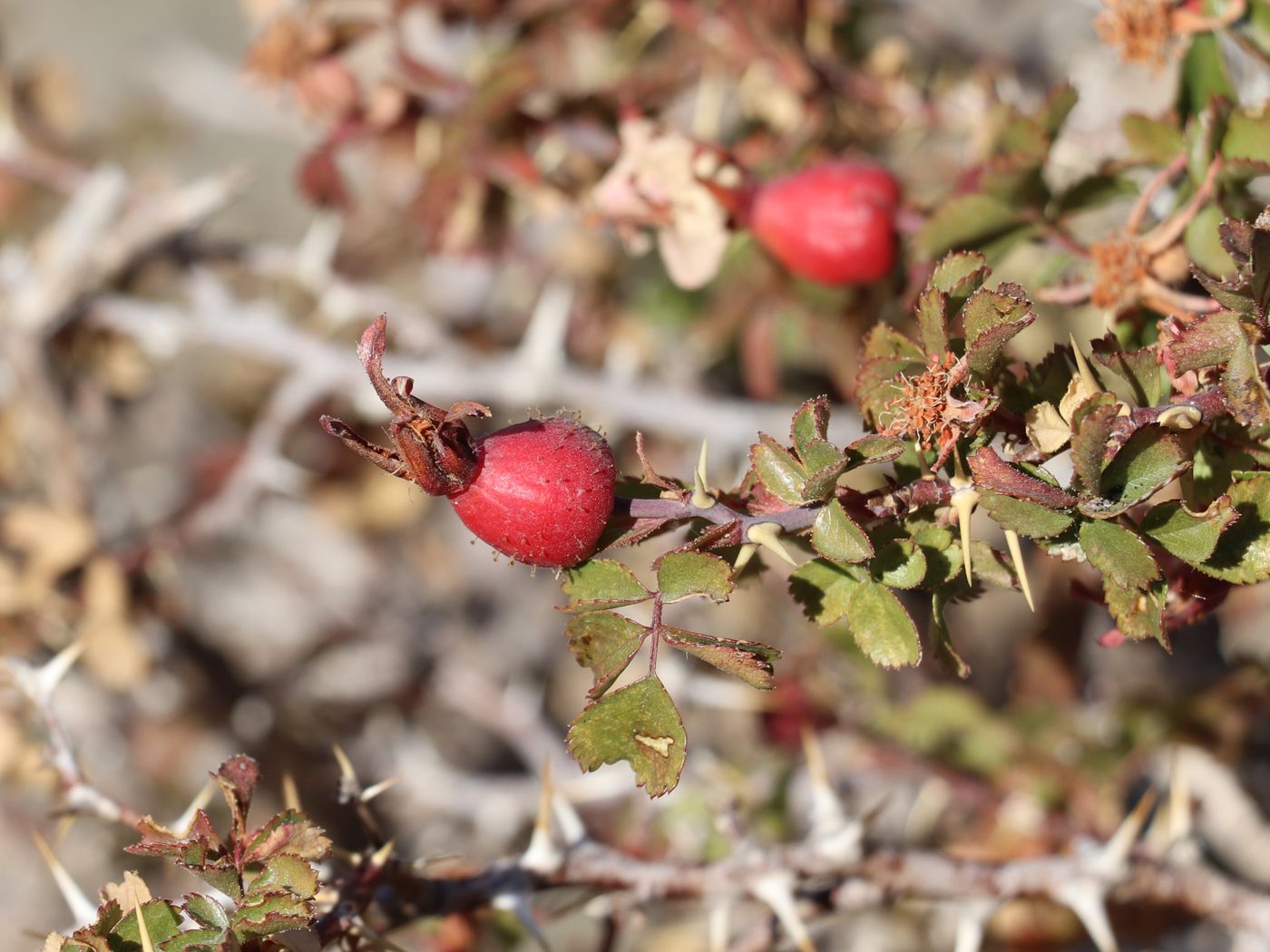 Image of Rosa maracandica specimen.