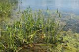 Sagittaria sagittifolia. Цветущие и плодоносящие растения на мелководье, заросшем Elodea canadensis и водорослями. Псковская обл., Псковский р-н, окр. дер. Филатова Гора; р. Великая, у берега. 29.07.2021.