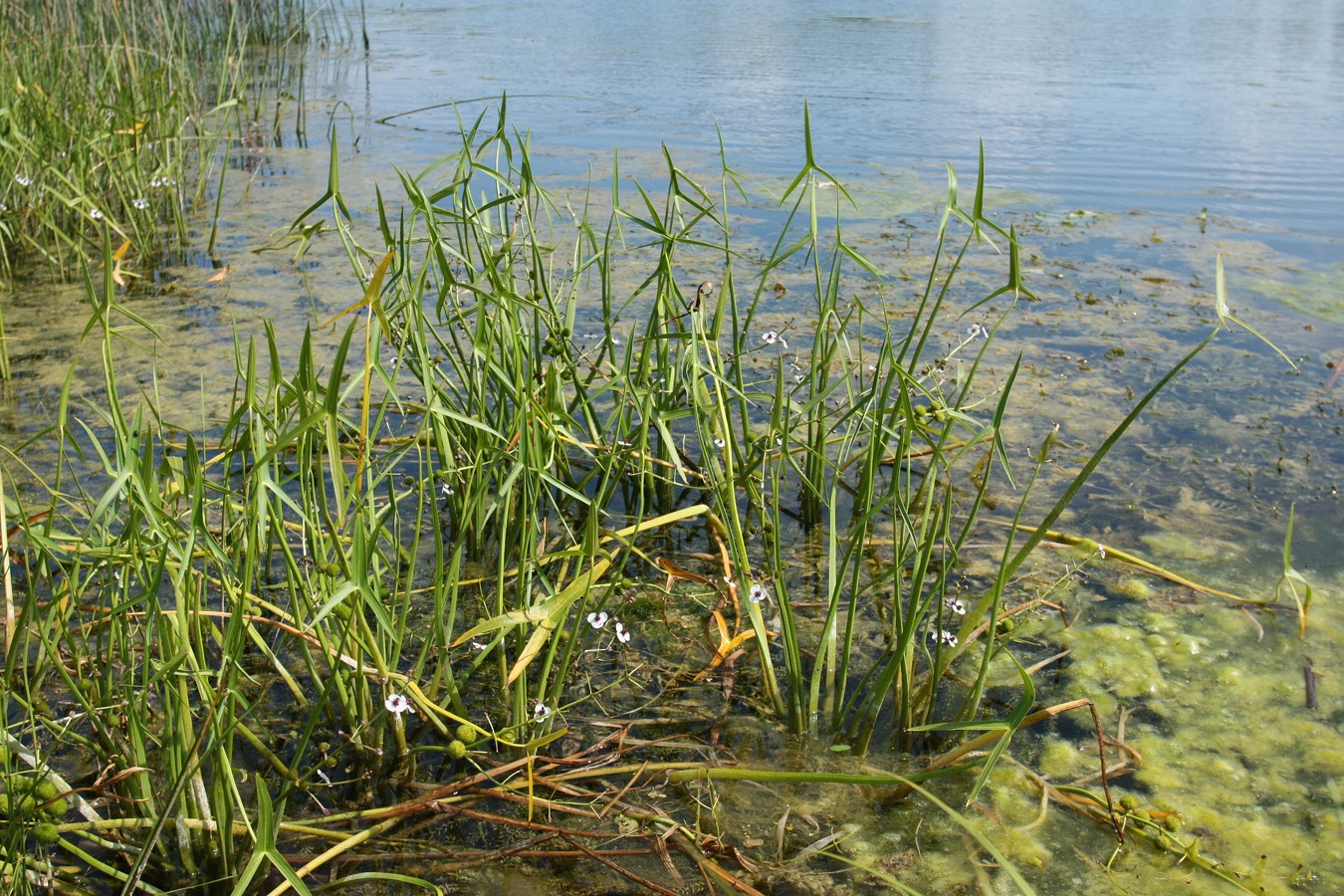 Изображение особи Sagittaria sagittifolia.