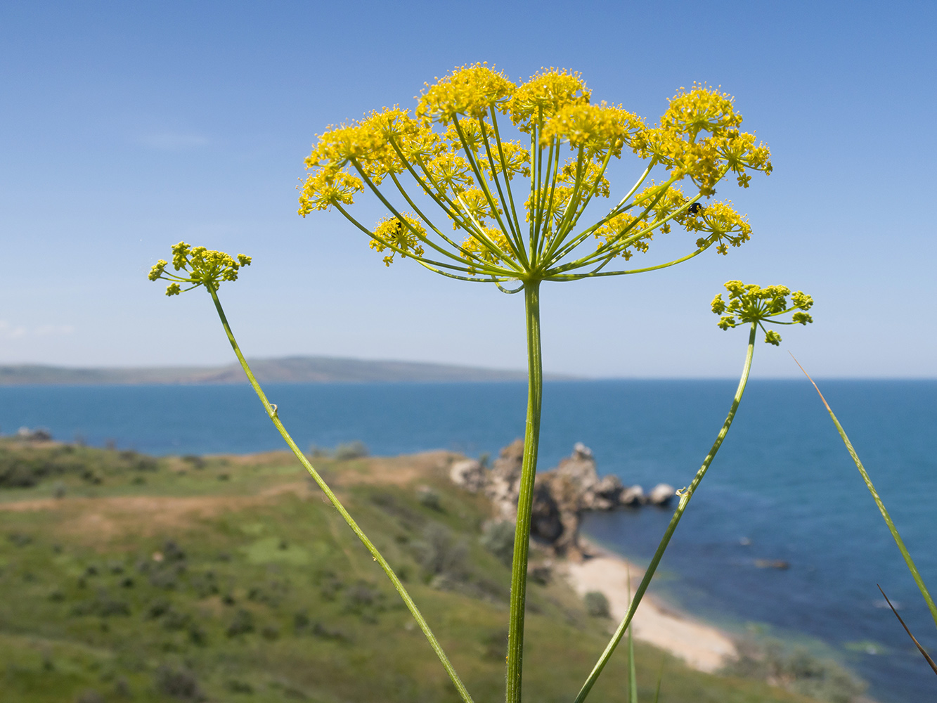 Изображение особи Pastinaca clausii.