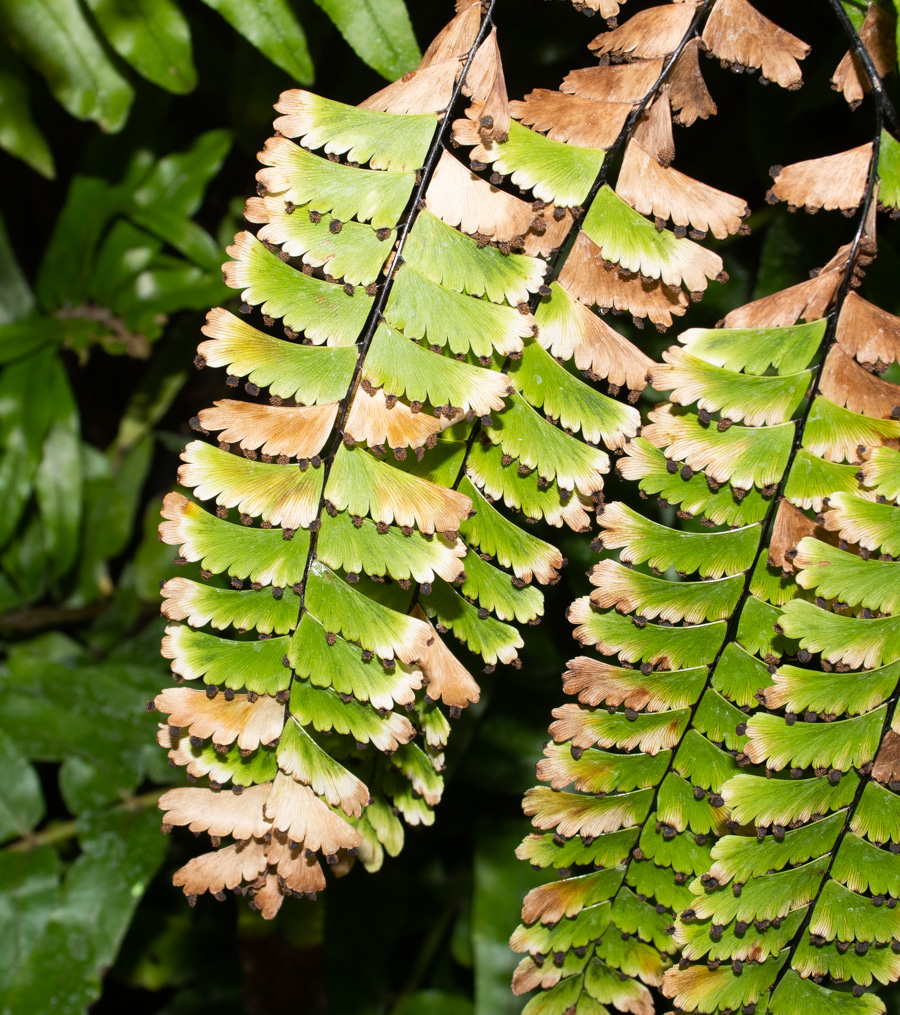 Изображение особи род Adiantum.