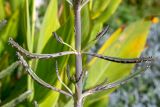 Image of taxon representative. Author is Зоя Эль