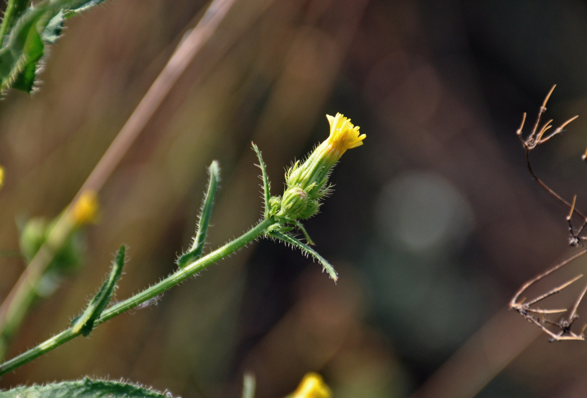 Image of Picris japonica specimen.