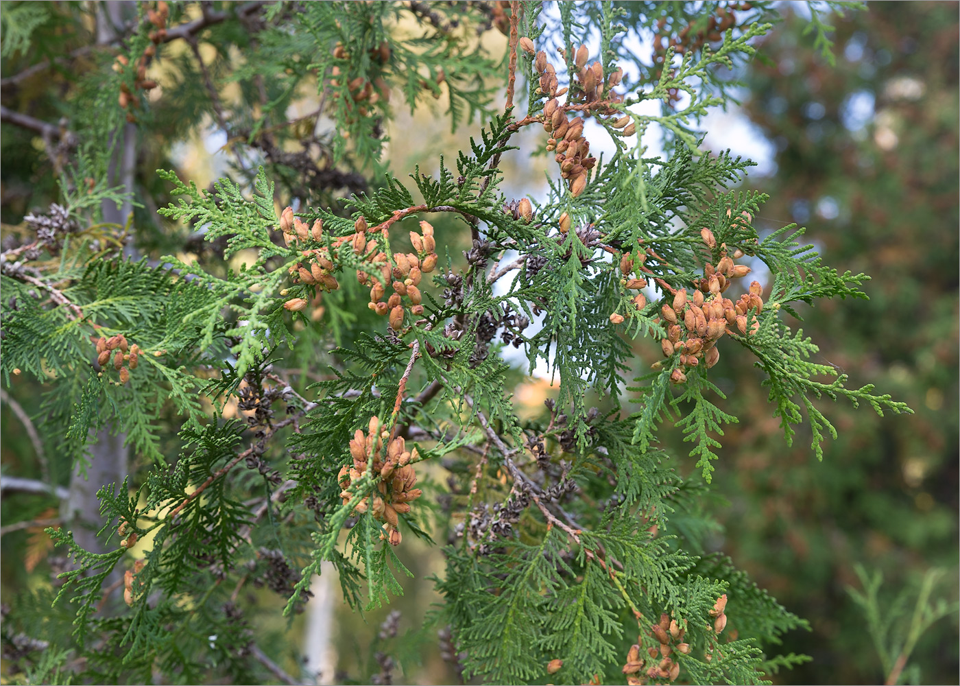 Изображение особи Thuja occidentalis.