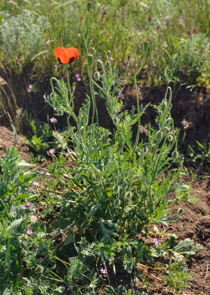 Image of Papaver stevenianum specimen.