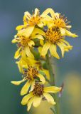 Ligularia subsagittata