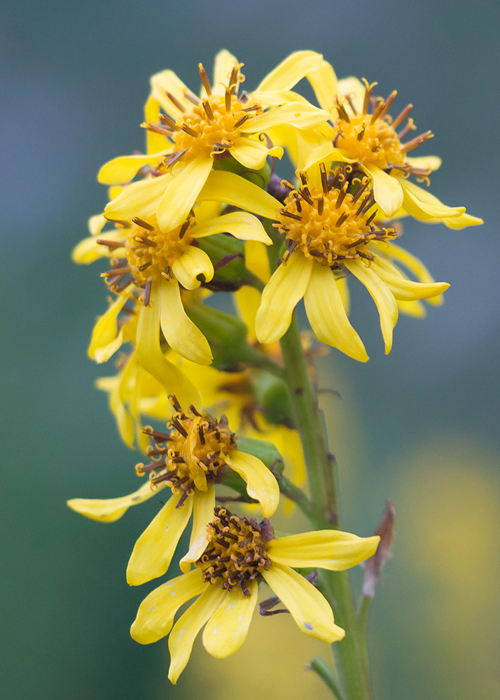 Image of Ligularia subsagittata specimen.