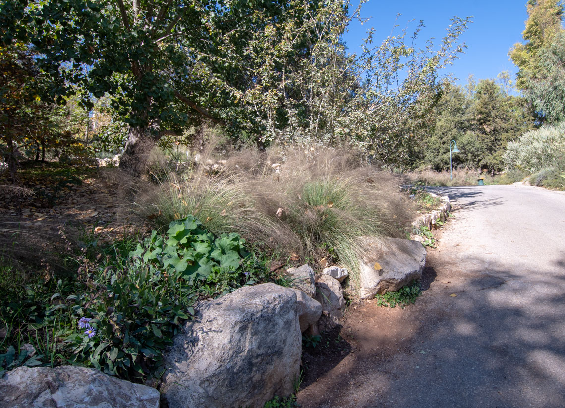 Image of Muhlenbergia ciliata specimen.