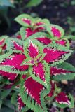 Coleus scutellarioides