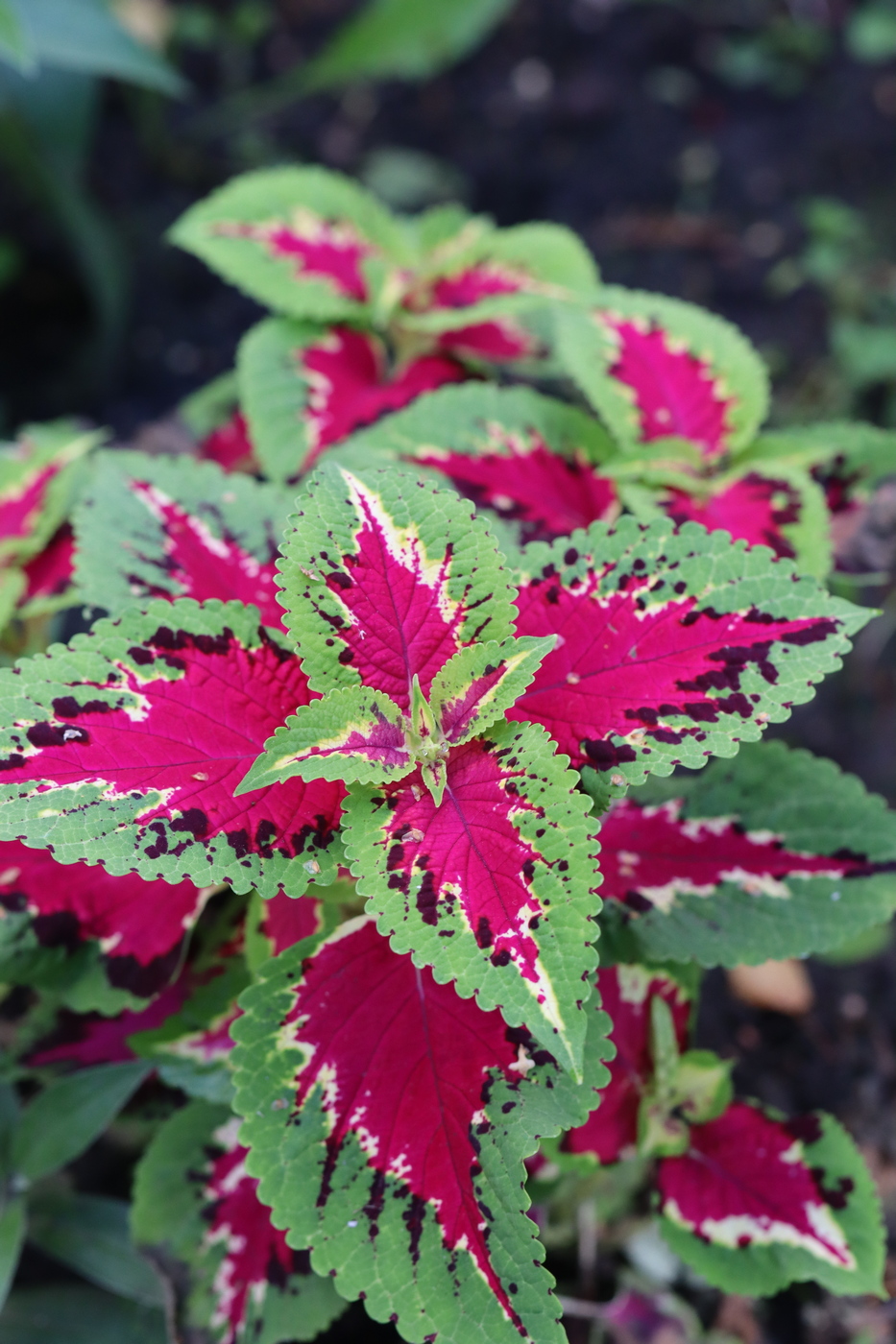 Image of Coleus scutellarioides specimen.