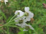 Achillea ptarmicifolia