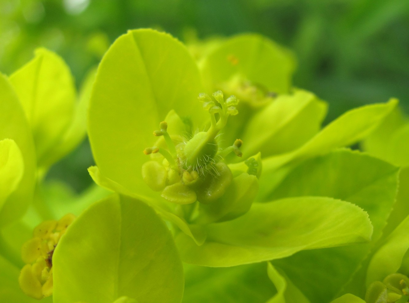 Изображение особи Euphorbia procera.