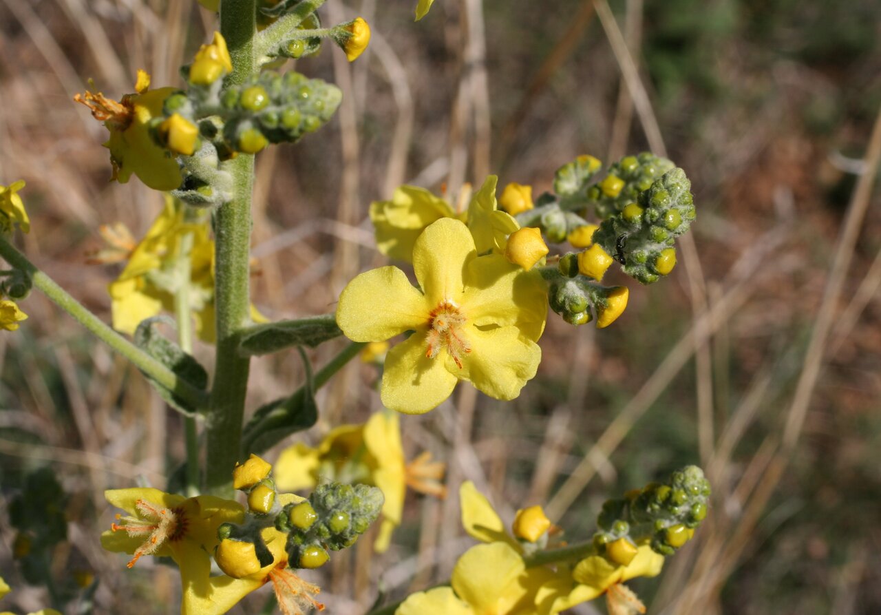 Изображение особи Verbascum urumoffii.