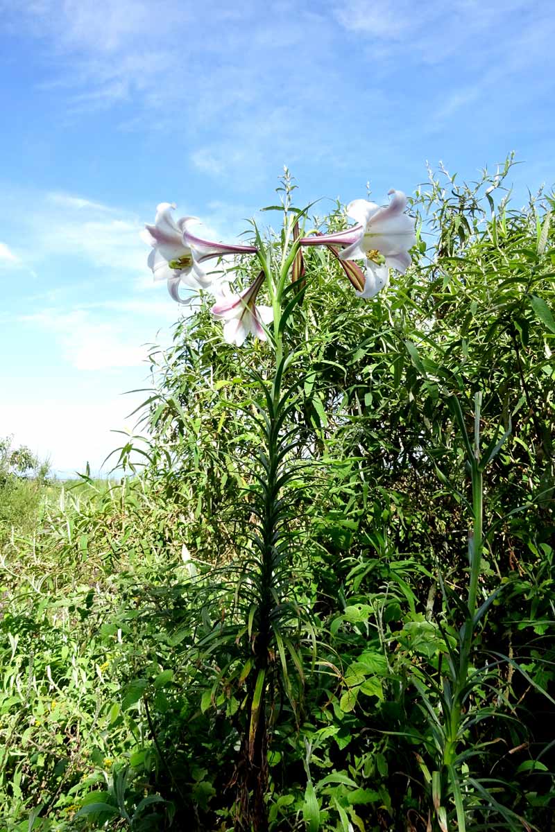 Image of Lilium formosanum specimen.