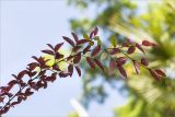 Loropetalum chinense variety rubrum. Веточка с завязавшимися плодами(?). Абхазия, г. Сухум, Сухумский ботанический сад. 14.05.2021.