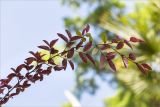 Loropetalum chinense разновидность rubrum. Веточка с завязавшимися плодами(?). Абхазия, г. Сухум, Сухумский ботанический сад. 14.05.2021.