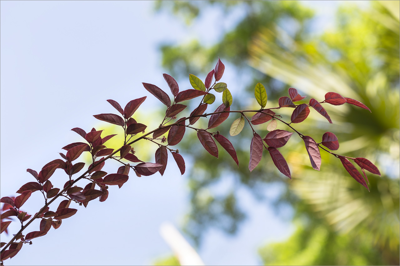 Image of Loropetalum chinense var. rubrum specimen.