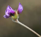 Image of taxon representative. Author is Вера Волкотруб