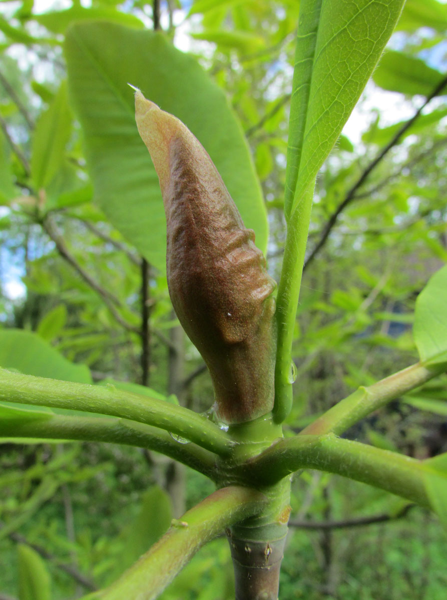 Изображение особи Magnolia hypoleuca.