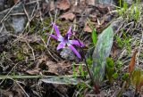 Erythronium sibiricum. Цветущее растение. Хакасия, Орджоникидзевский р-н, берег оз. Ивановское, ≈ 1000 м н.у.м., каменистый склон с зарослями Betula, окраина таящего снежника. 08.06.2022.