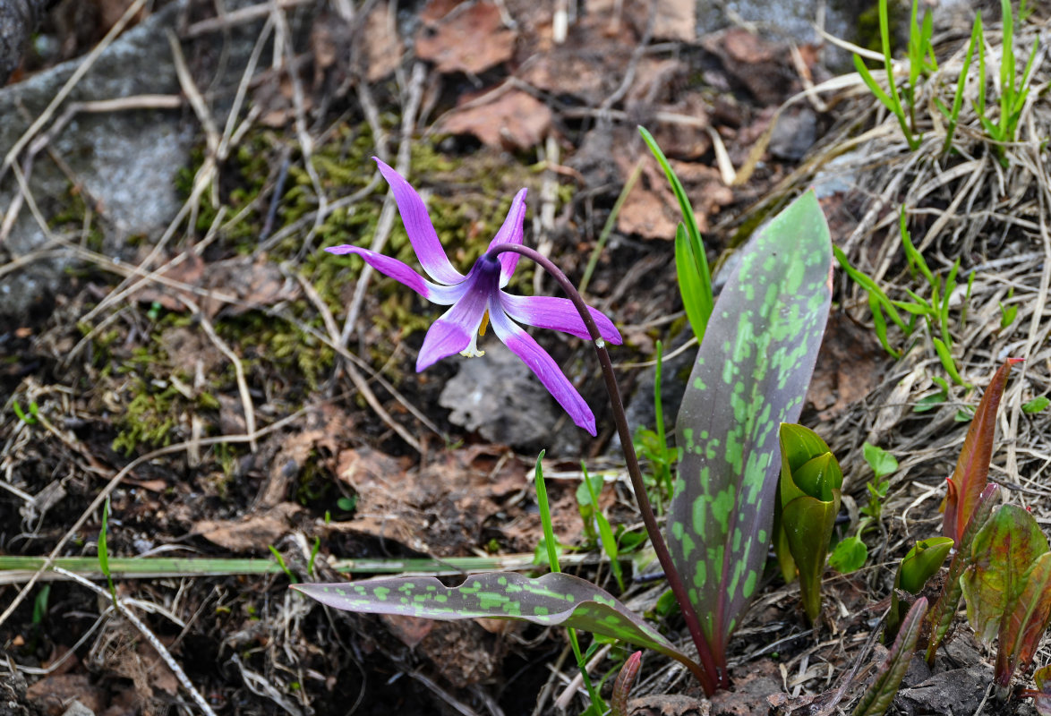 Изображение особи Erythronium sibiricum.