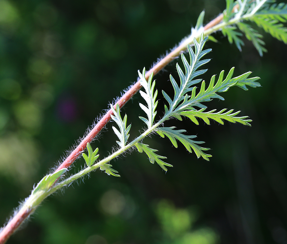 Image of Potentilla conferta specimen.