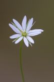 Stellaria graminea