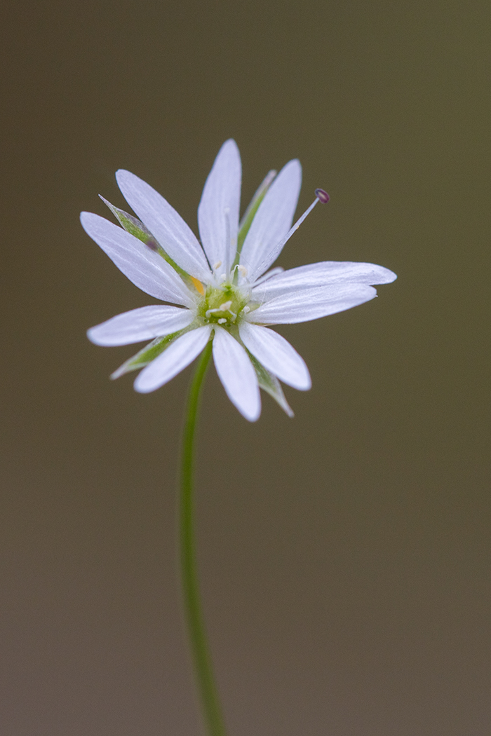 Изображение особи Stellaria graminea.