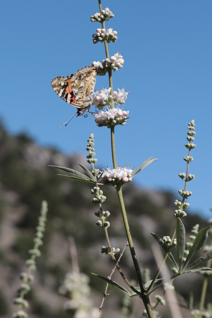 Image of Vitex agnus-castus specimen.