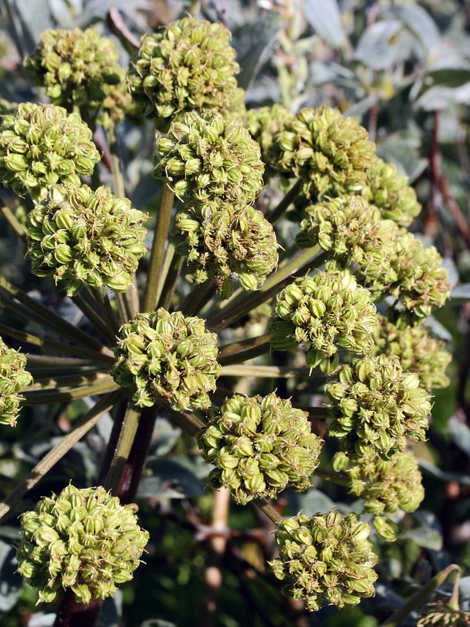 Image of Archangelica officinalis specimen.