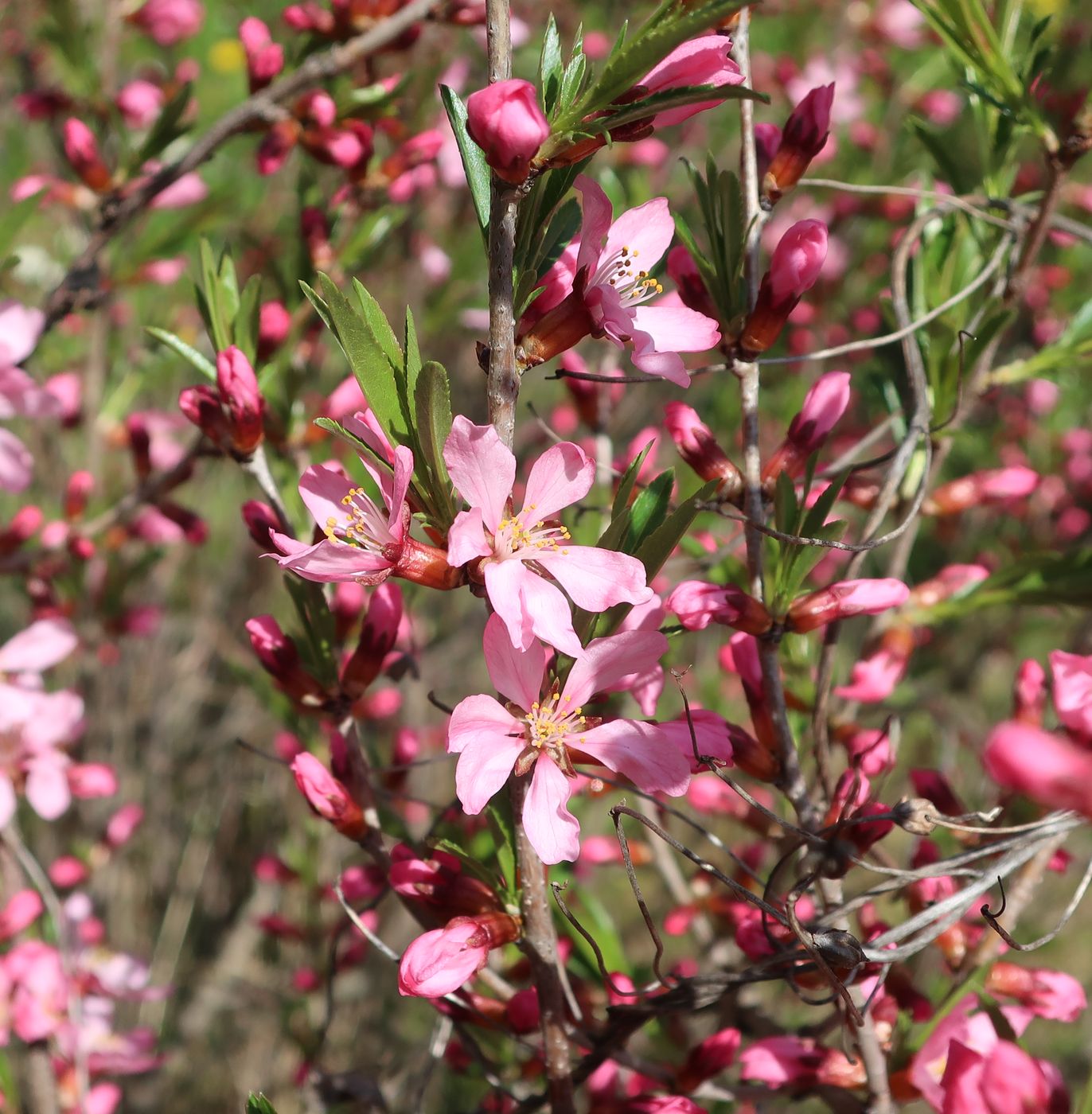 Изображение особи Amygdalus nana.