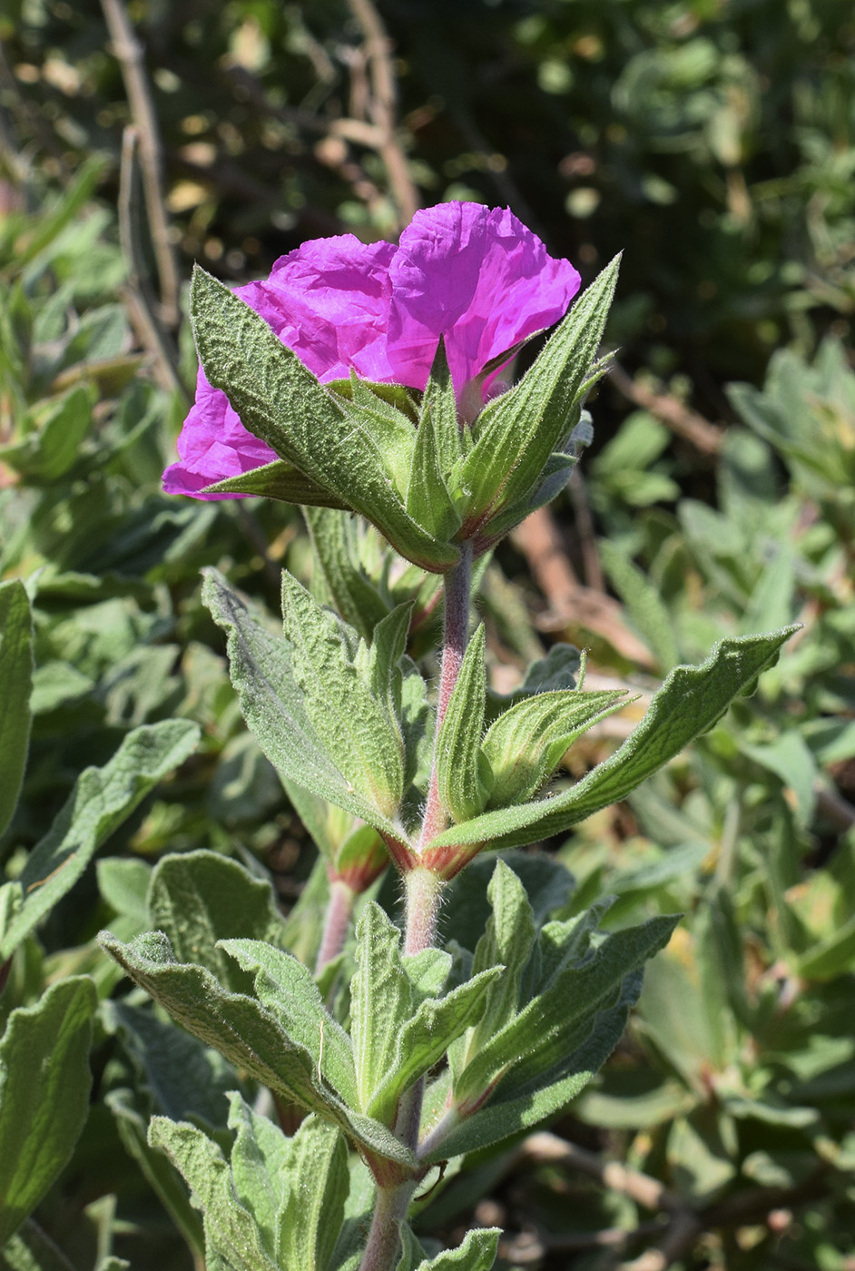 Image of Cistus &times; incanus specimen.