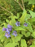 Gentiana schistocalyx