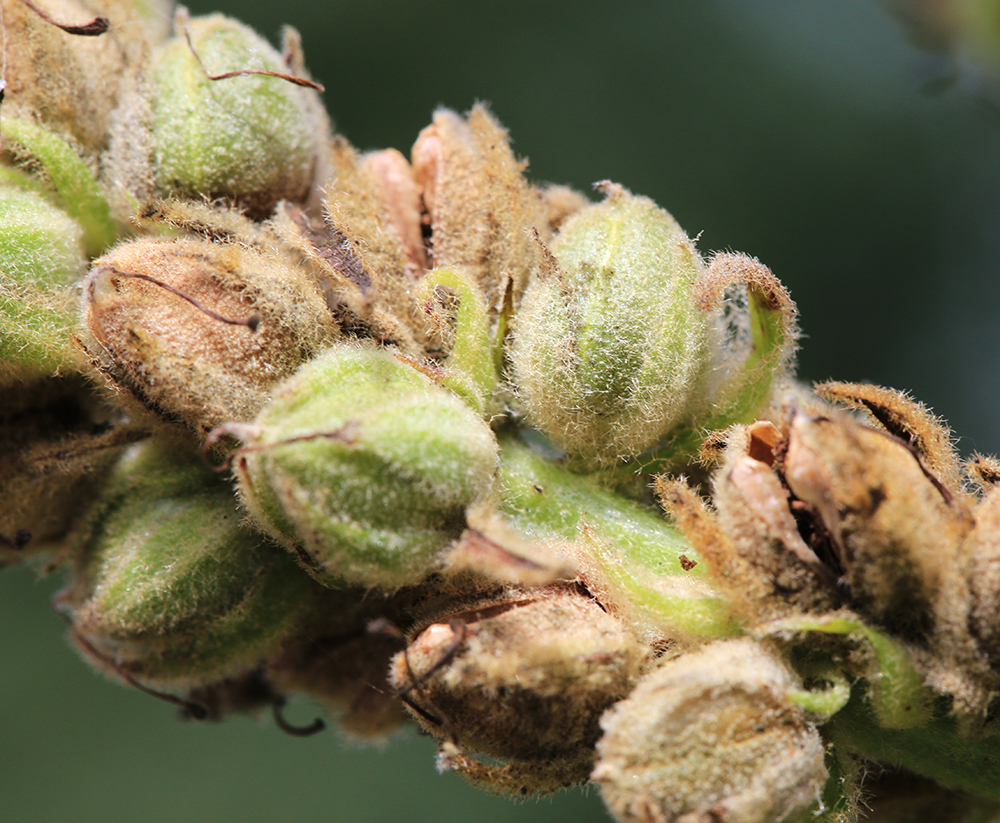 Image of Verbascum thapsus specimen.